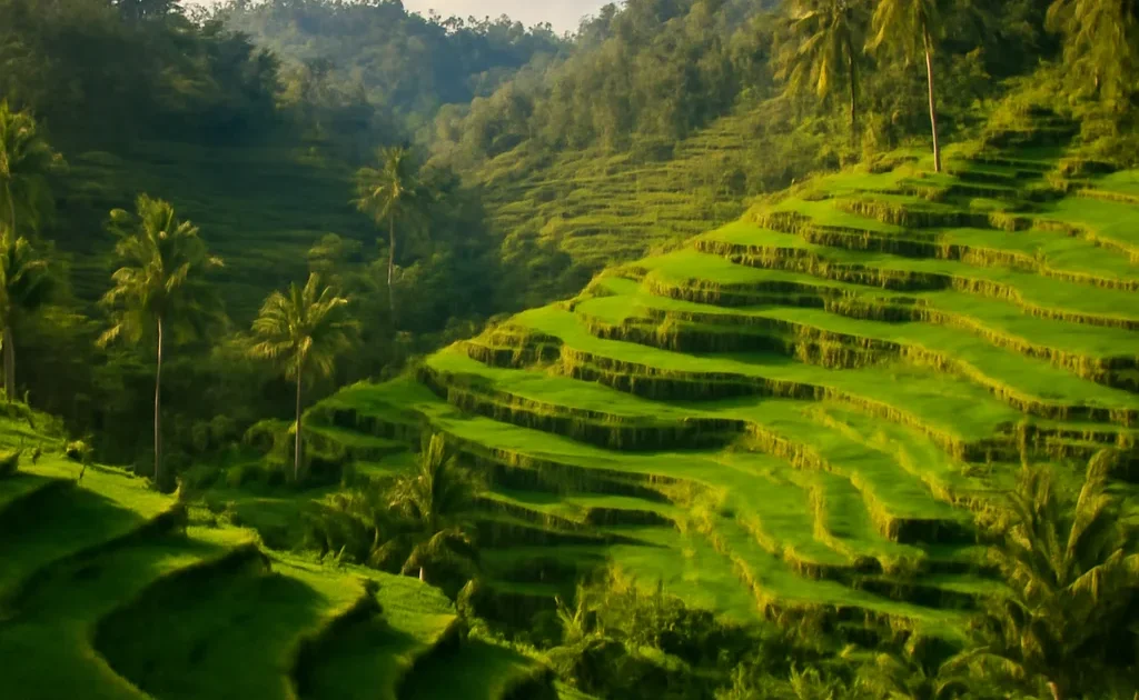 Bali Rice Fields: Tegalalang & Best Terrace Views