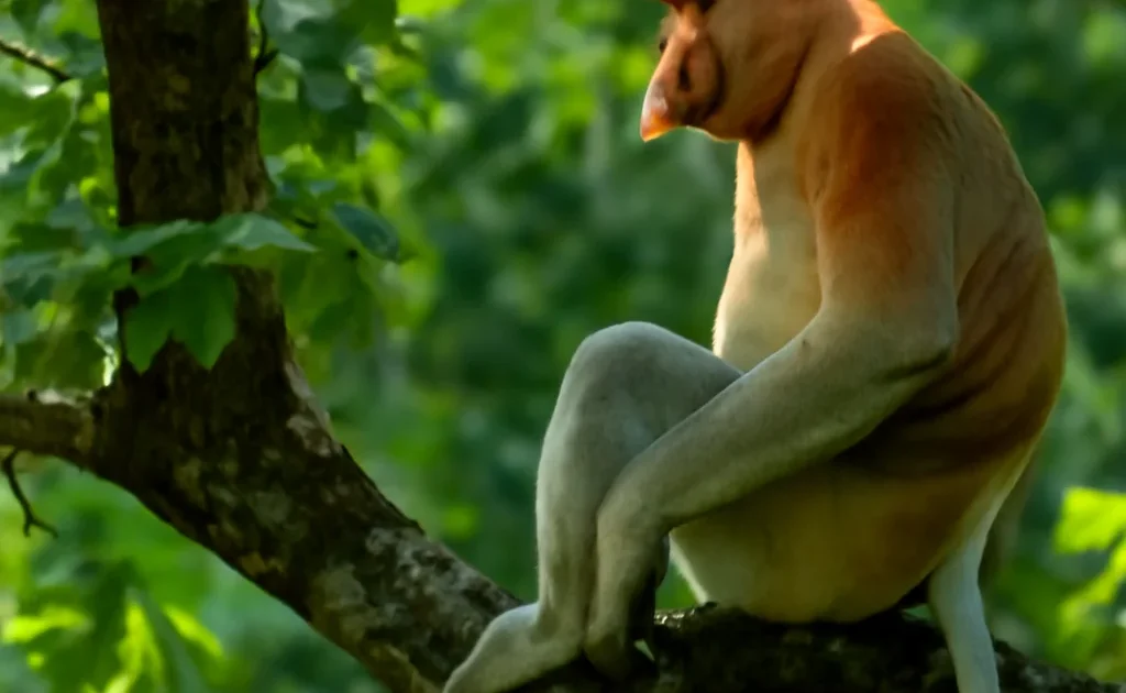 Borneo Wildlife Guide