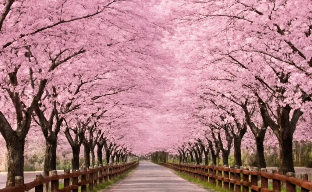 South Korea Cherry Blossom Season: Timing and Best Spots