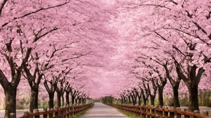 south korea cherry blossom