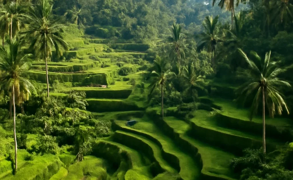 Tegallalang Rice Terraces: How to Actually Enjoy Them