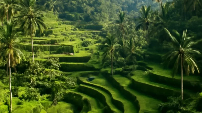 tegallalang rice terrace guide